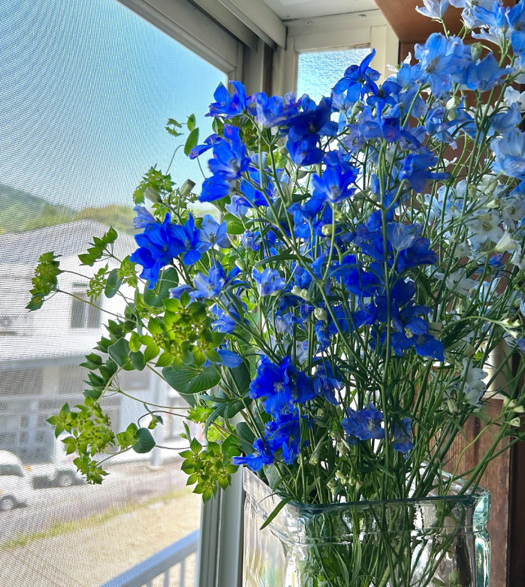 yuu_en1666 さんから素敵なお花（デルフィ）が届きました〜！